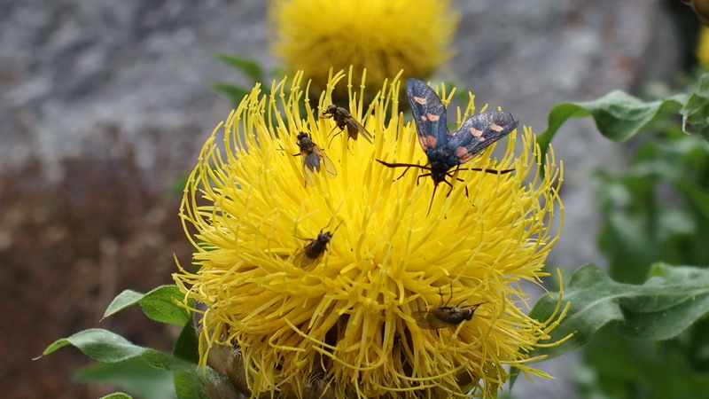 Asteracea - Centaurea macrocephala